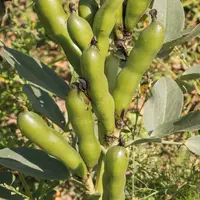 Parmi les espèces développées par le GIE SVP, la féverole et le pois sont adaptés à toute la Bretagne, mais des essais sont prometteurs en lupin et so