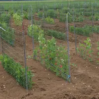 La hauteur et tenue de tige est l'un des caractères variétaux qui a bénéficié des plus importantes améliorations chez le pois de printemps. © C. Glori