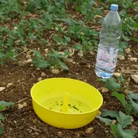 Le phosmet est un insecticide très utilisé pour protéger le colza des ravageurs d'automne. © C. Gloria