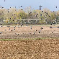 Les pigeons s'attaquent au tournesol avec un impactsur le rendementquand ils enconsommentles tiges ou apex. © C. Watier