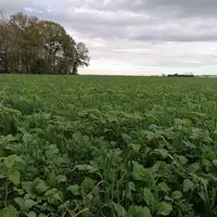 L'implantation de couverts adaptés reste le principal levier pour respecter les teneurs limites d'azote © M. Gratecap, SERPN