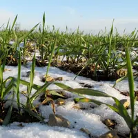 Le blé tendre d'hiver est sensible au froid à partir de - 8°C, de la levée à l’émission des talles. © C. Gloria