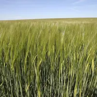 En orge brassicole, la tendance est au fractionnement de la fertilisation azotée pour une meilleure efficience des apports. © J.-C. Gutner