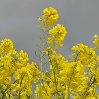 Un projet d'arrêté prévoit l'interdiction de la commercialisation et de la mise en culture en France des variétés obtenues par mutagenèse in vitro sur