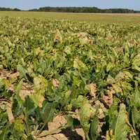Dans les zones très touchées par la jaunisse en 2020, le recours aux NNI devrait être massif. © G. Omnès