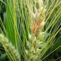 La teinte rose orangée sur des épillets est le symptôme le plus typique de la fusariose des épis, à Fusarium graminearum. © Arvalis