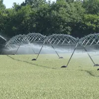 Le blé irrigué au printemps a remplacé le maïs dans certains secteurs. © N. Ouvrard