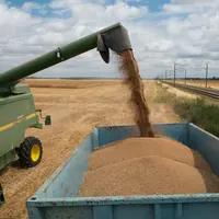 Blé, maïs, colza... la hausse du prix des grains est une bonne nouvelle pour les producteurs de grandes cultures, mais la violence des à-coups génère