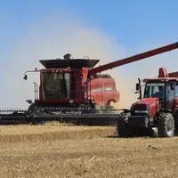 À l'hiver 2020, 6200 hectares de blé OGM ont été récoltés en Argentine. Sa commercialisation est suspendue à l'aval du Brésil, premier importateur de