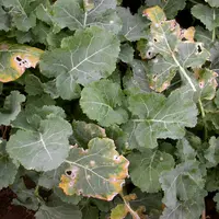 Le phoma (taches sur feuilles ici) est discret depuis plusieurs années en parcelle grâce aux variétés TPS et malgré le contournement par le pathogène