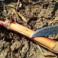 La perforation à la base des tiges de maïs en fin d'été est un signe caractéristique de la présence de sésamie, qui peut coûter cher au rendement. © A