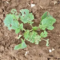 Les colzas sont vulnérables aux attaques de grosse altise jusqu'au stade 4-6 feuilles. © Noriap