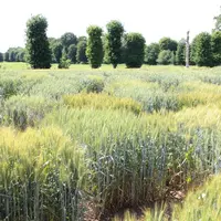 La sélection fait son chemin avec sept variétés inscrites en France pour l'agriculture biologique en trois ans.  © C. Gloria