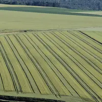 La production actuelle de semences de blé hybride nécessite la mise en place d'un dispositif en bandes avec une maîtrise de l'hybridation qui peut êtr