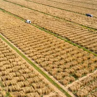 La gamme des variétés de blé proposée sur le marché se veut diversifiée, afin de s'adapter aux différents contextes et répondre aux enjeux sociétaux,