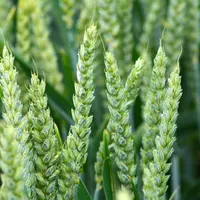Les variétés GPD (Grain Protein Deviation) sont caractérisées par la capacité de concentrer plus de protéines que d'autres variétés affichant une prod