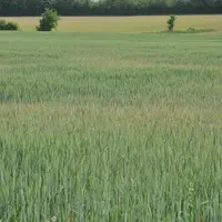 Sécheresse sur blé. Pour faire permettre à l'agriculture de faire face aux risques climatiques tout en répondant aux nouvelles attentes sociétales, le