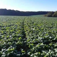 Malgré la demande, le développement du colza bio est freiné par les conditions de semis et les ravageurs. Les surfaces progressent principalement dans