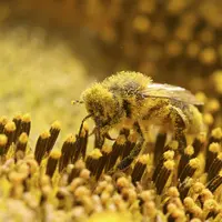 Un traitement phyto est autorisé deux heures avant le coucher du soleil en période de floraison sur les cultures attractives. © Terres Inovia