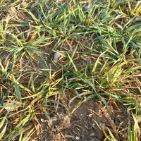 Contre la JNO à l'automne prochain, les deux-tiers des surfaces d'orges fourragères seront semées avec des variétés tolérantes à ce virus transmis par