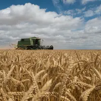 Si la météo ne vient pas jouer les trouble-fêtes dans la dernière ligne droite, la moisson 2021 pourrait retrouver pour la première fois depuis près d