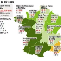 Le blé retrouve ses hectares après la chute marquée en 2020 liée à l'impossibilité de semer dans certaines parcelles à l'automne, particulièrement dan