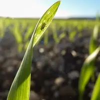 Les pucerons sont à surveiller dès les premiers stades de la céréale.
