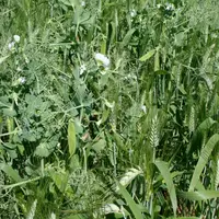 Le mélange blé dur/pois fait partie des mélanges mis en œuvre pour bénéficier des effets agronomiques de l’association.
