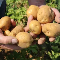 L'utilisation de l'hydrazide maléique en végétation devient plus indispensable avec le retrait du CIPC.