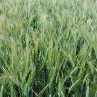 RGT Belalur (RAGT) est l'une des variétés disponibles pour les semis 2021 au fort potentiel de développement, aux côtés d'autres variétés prometteuses