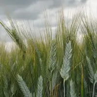 Parmi les six nouvelles inscriptions blé dur de RAGT et de Florimond Desprez, plusieurs variétés méritent d'être testées, comme RGT Belalur, Canaillou