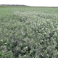Rendement et résistance à la verse des pois d'hiver progressent grâce à la génétique.