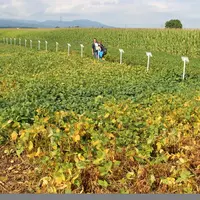 Le choix variétal est déterminant, notamment dans les nouvelles zones de production septentrionales qui imposent des variétés très précoces.