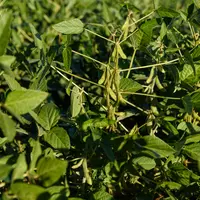 L'itinéraire technique du soja est peu gourmand en intrant, les coûts se concentrant sur le poste semences lorsqu'elles sont certifiées.