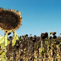 Les récoltes se sont globalement bien déroulées pour le tournesol.