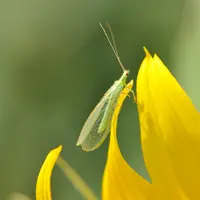 Les adultes de chrysope sont de couleur vert pomme mais peuvent prendre une teinte brunâtre à l'automne.