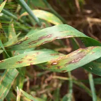 L'helminthosporiose résiste aux fongicides SDHI et strobilurines en France mais sa faible présence ces dernières années dans les orges n'a pas permis
