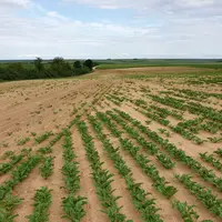 Le préjudice causé aux cultures comme la betterave ou le tournesol est souvent plus important dans la mesure où elles ne tallent pas et ne peuvent don