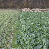 Les moutons réduisent de 50 % la biomasse de colza en consommant les feuilles, comme on le voit dans la partie pâturée à gauche.