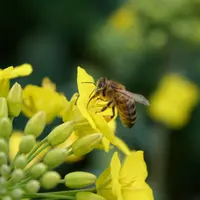 Avec le nouvel arrêté, fongicides et herbicides, et non les seuls insecticides, seront concernés par les restrictions d'utilisation en période de flor