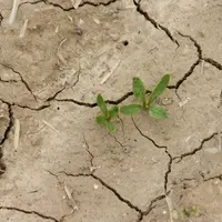 Le projet de loi prévoit la possibilité d'abaisser la franchise de l'assurance à 20 % pour une subvention allant jusqu'à 70 %.