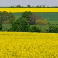 Les surfaces de colza repartent à la hausse dans toutes les grandes régions de production.