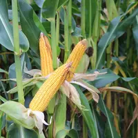 Avec l'augmentation des frais de séchage, la vitesse de dessication des grains des variétés est de plus en plus regardée.