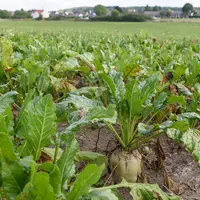 Cristal Union annonce vouloir augmenter ses surfaces en betteraves de 7000 hectares, contre 2000 pour Saint Louis Sucre.