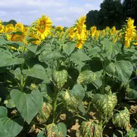 Contre le verticillium, l'utilisation de variétés tolérantes limite les symptômes à la moitié inférieure des plantes et donc l'impact sur le rendement