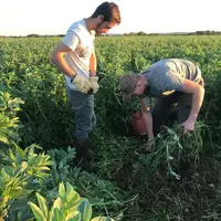 L'azote disponible pour la culture suivante peut être estimé avec la méthode Merci via la mesure de biomasse de chaque espèce du couvert.