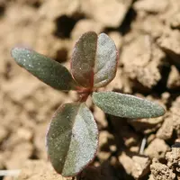 Cotylédons allongés et teinte souvent violacée de la plantule.