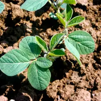 L’inoculation est nécessaire lorsque le soja revient dans la parcelle après quatre ans.