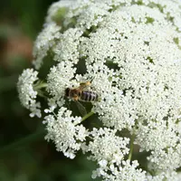 Pour l'apport des abeilles pollinisatrices, des relations entre agriculteurs et apiculteurs sont recherchées dans les filières de multiplication de se