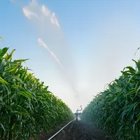 La rentabilité en multiplication de semences varie fortement selon les filières et les secteurs, et dépend notamment du coût de l'eau d'irrigation.